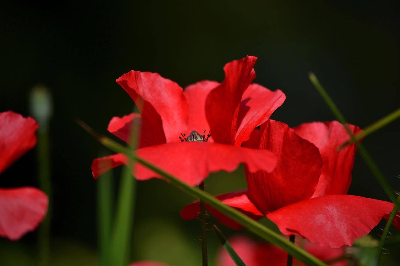 13918591_1076833932353013_1723510021_o