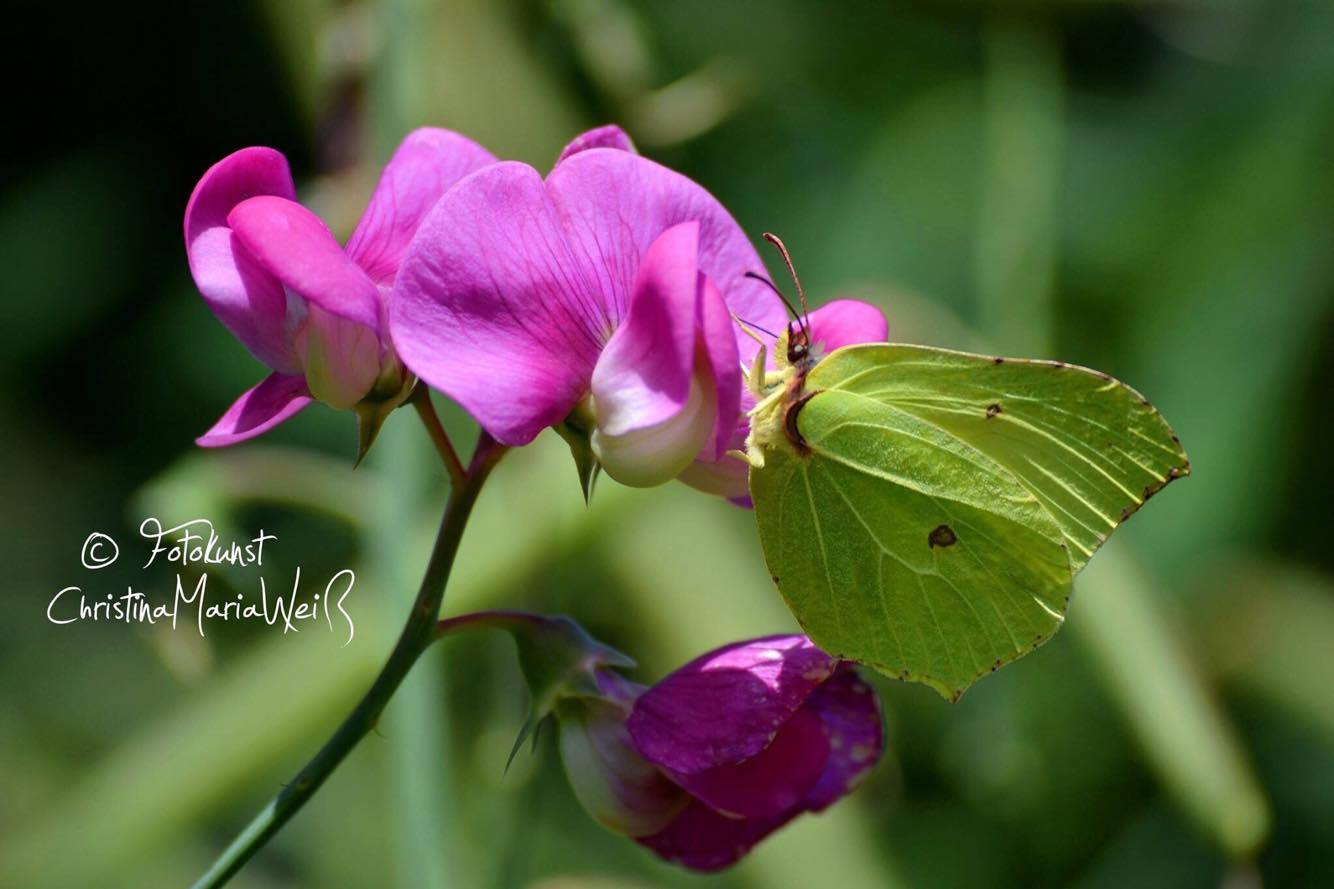 13931490_1076833935686346_1814405124_o